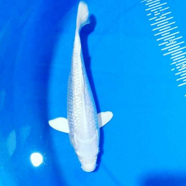 Platinum 28cm