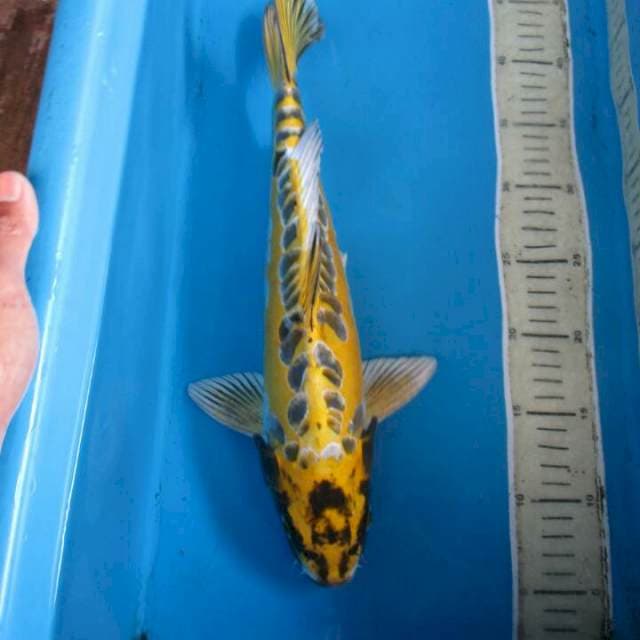 Pratama38cm