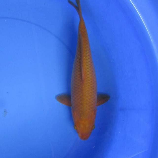 Botan30bu