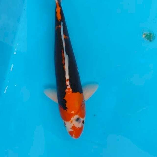 Pejantan tangguh benikumon 45cm