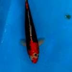 Pejantan tangguh benikumon 45cm