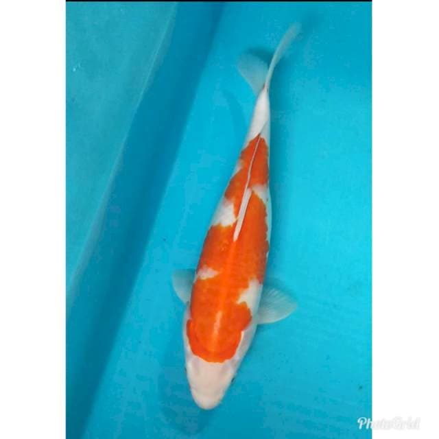 Original kohaku