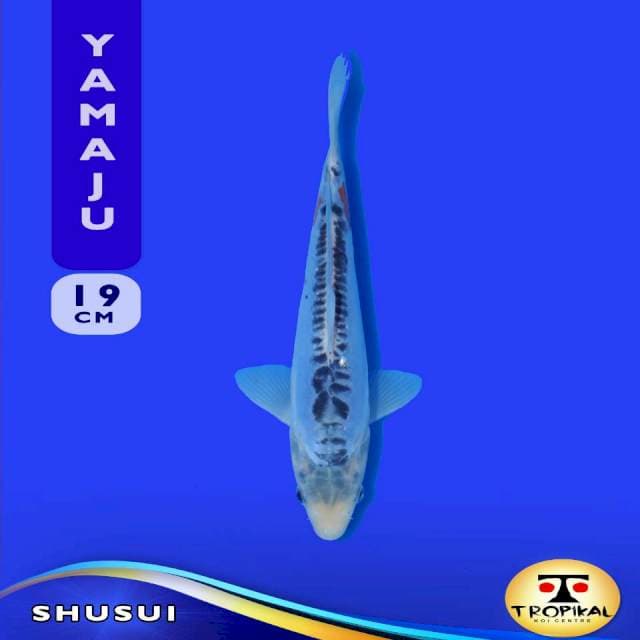 Shusui (Yamaju Farm) 19cm. Import & Sertifikat