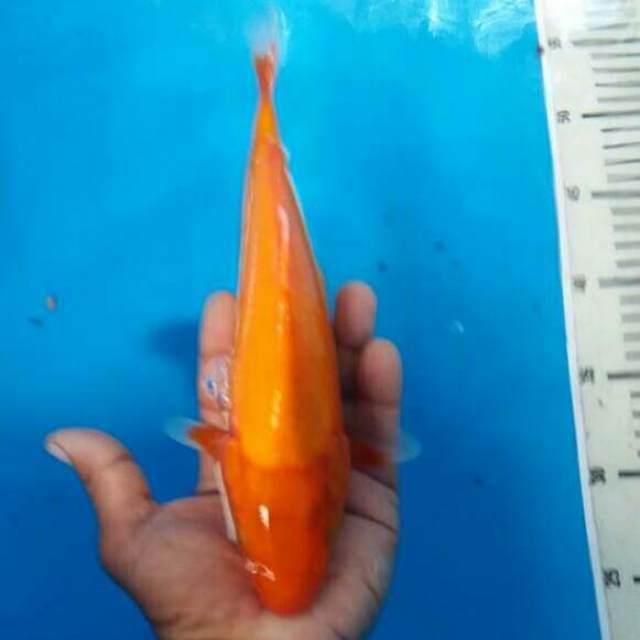 Benighoi