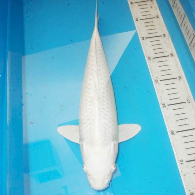 38cm PLATINUM