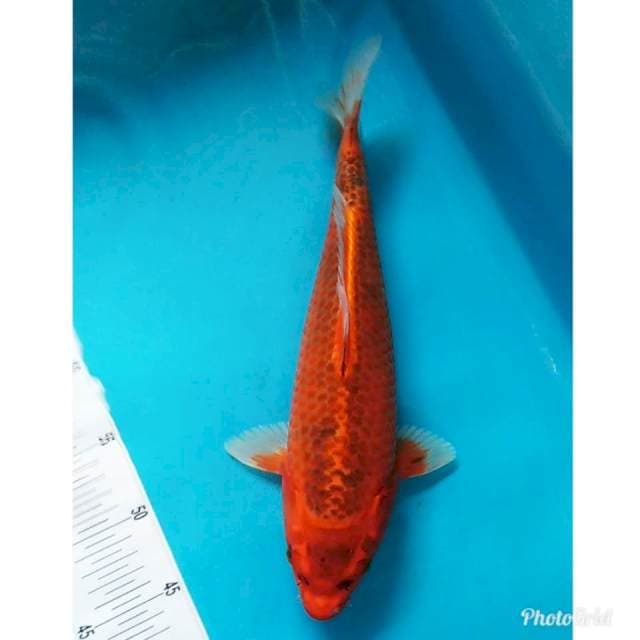 Punuk motoaka