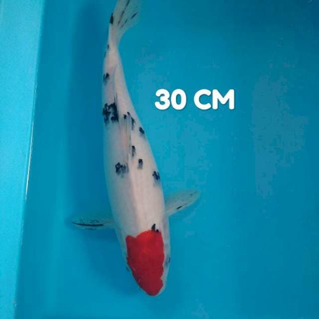 Tancho Sanke 30 CM