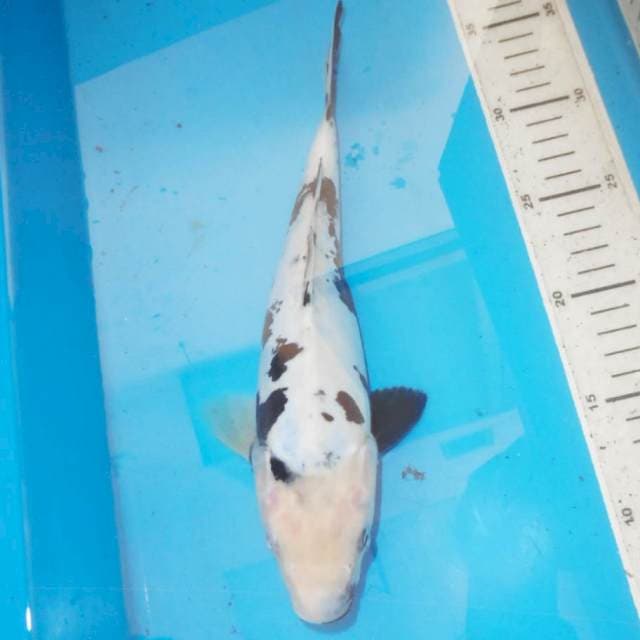 27cm KUMONRYU dalmation 