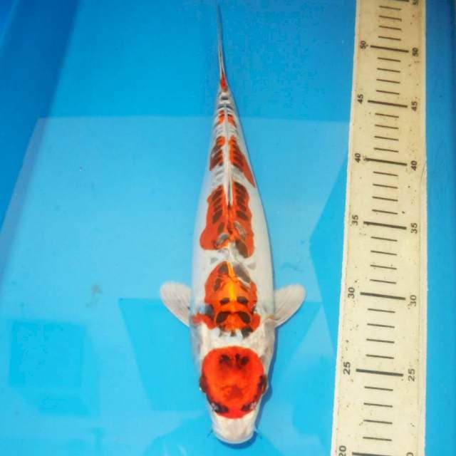 32cm KUJAKU DOITSU 5 step