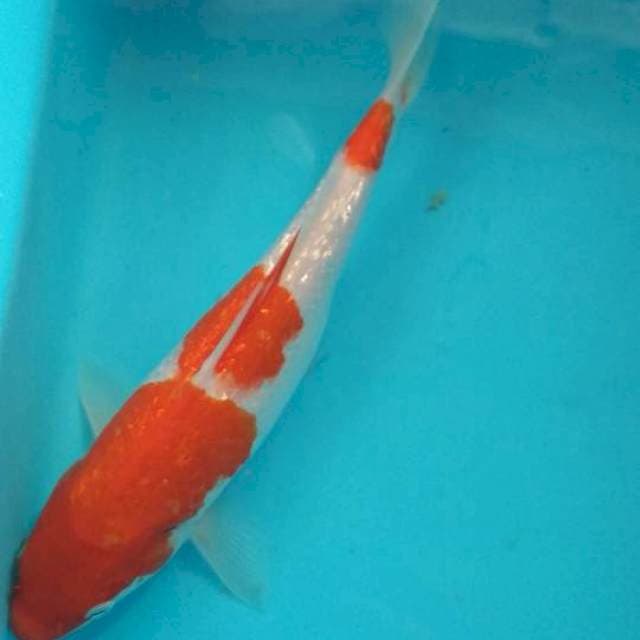 Kohaku ginrin 27 cm