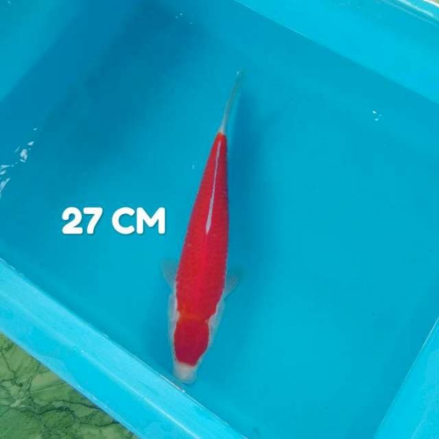 Maruten Simetris 27 CM