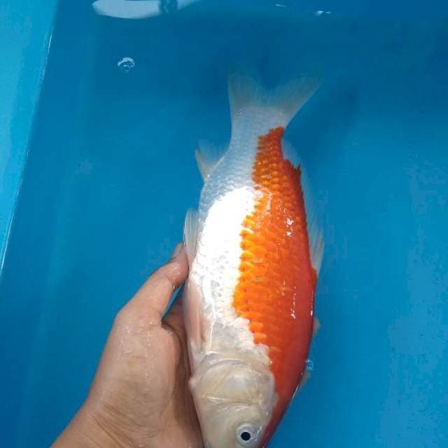 Maruten Simetris 27 CM