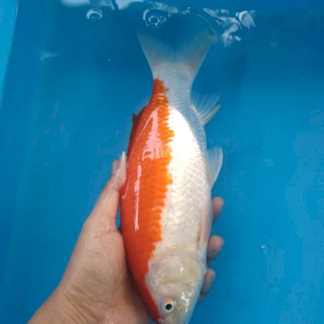 Maruten Simetris 27 CM