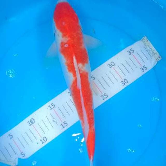 Kohaku 3
