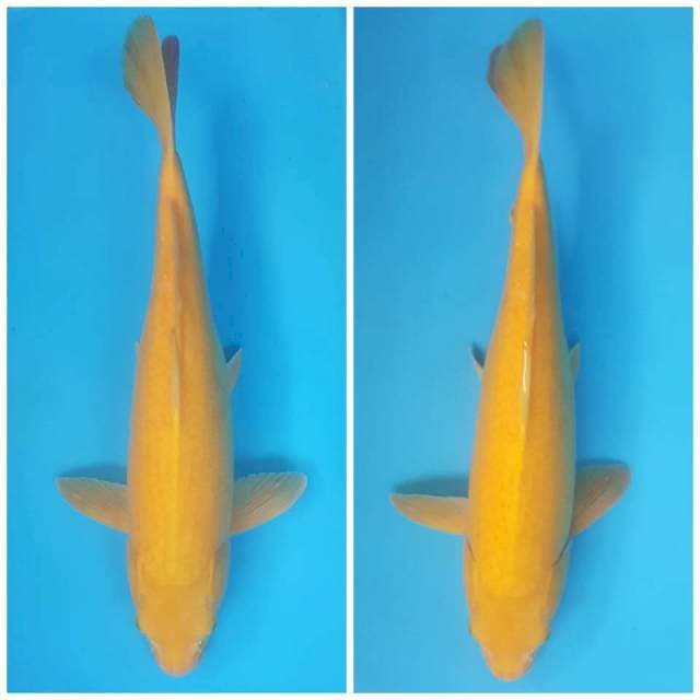 KARASHI IMUT 45cm