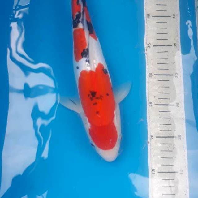 Sanke Doitsu 35 cm