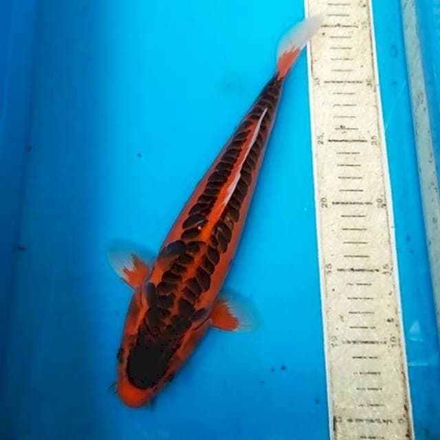Shusui merah 31cm