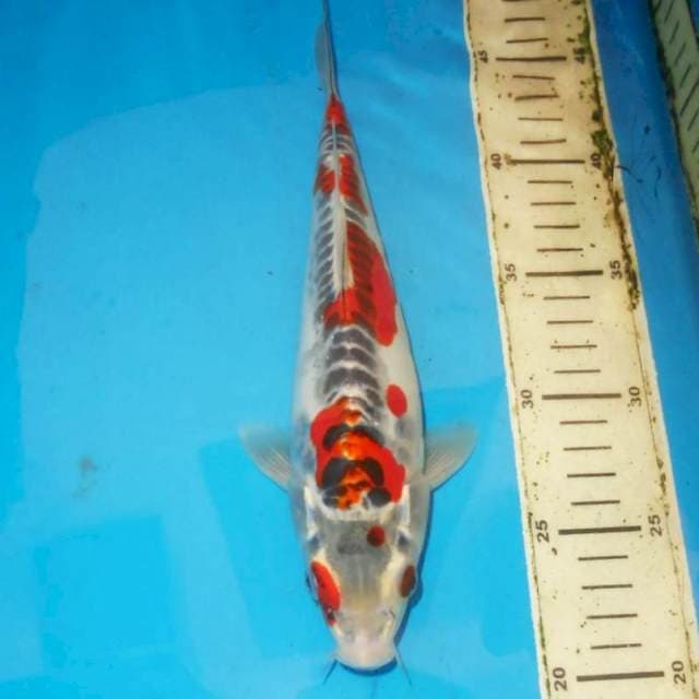 26 cm gosiki