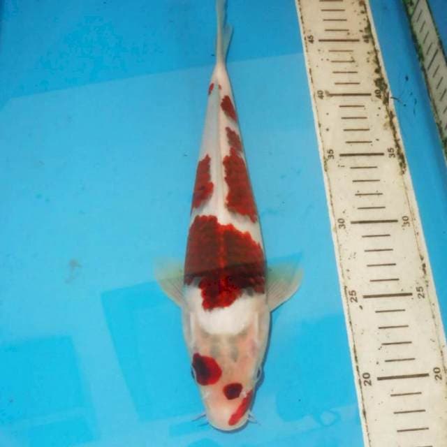 27 cm ai goromo