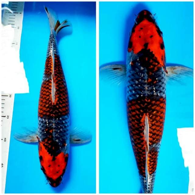 Beni Ginga 40cm Male