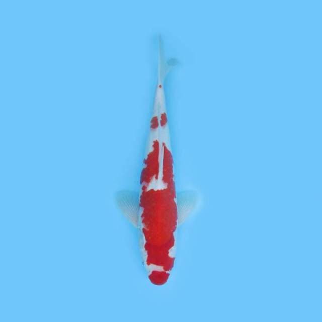 Near Koi - Kohaku ? 37cm