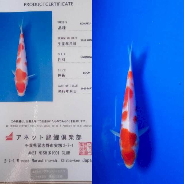 Kohaku anetto serti