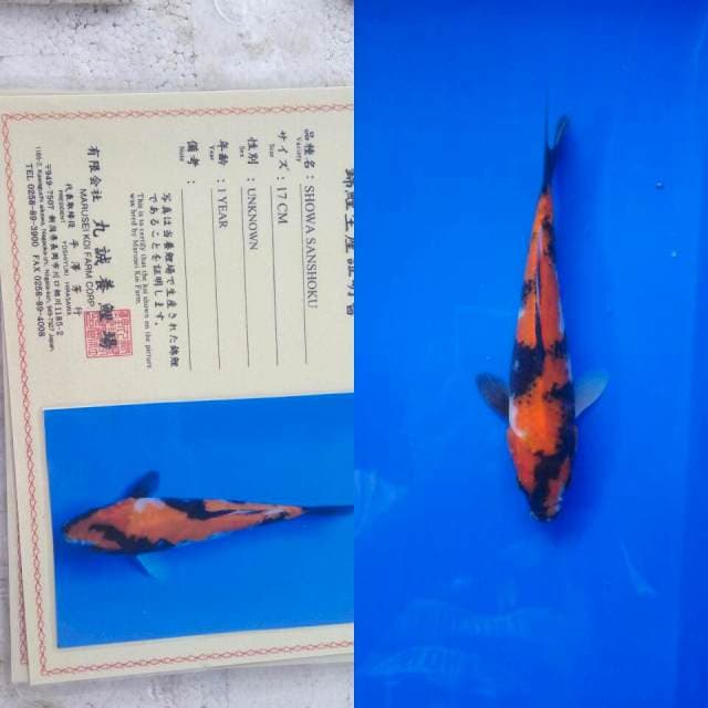 Showa import marusei