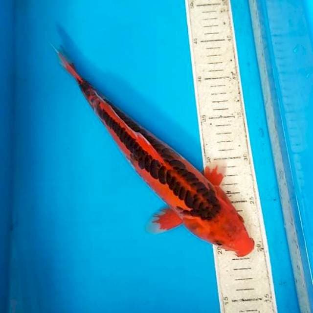 Shusui merah 33cm