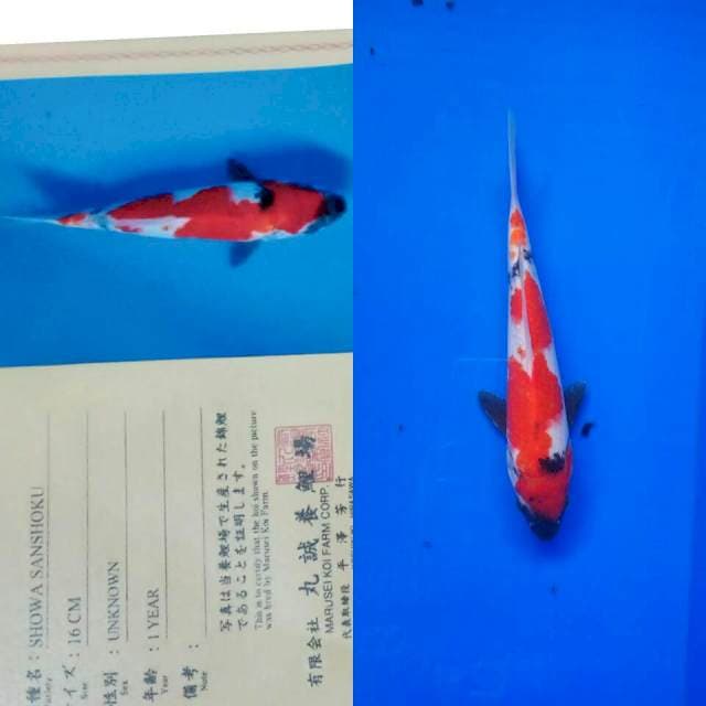 Showa import marusei