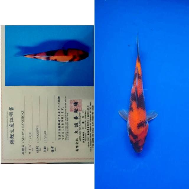 Showa import marusei