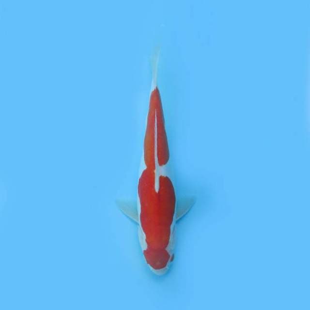 Near Koi - Doitsu ? 31cm