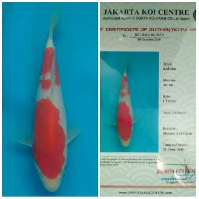 Okawa Kohaku HQ..