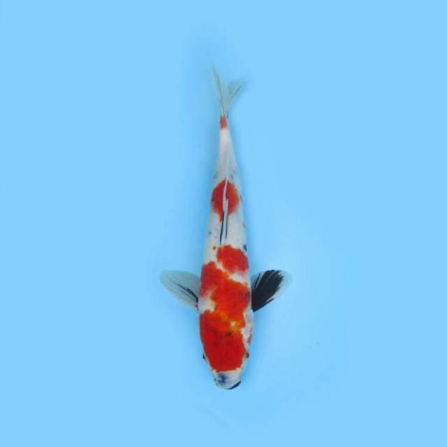 32cm Showa - Near Koi