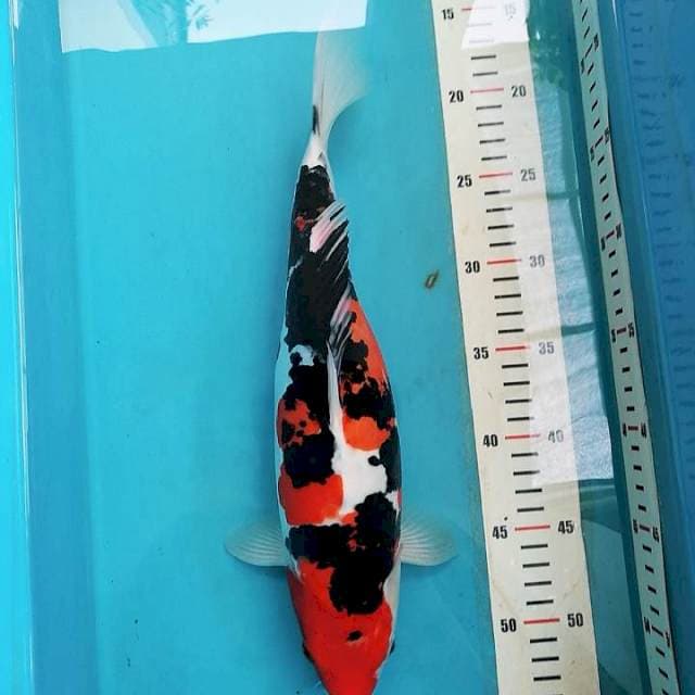 Sanke Doitsu bulky 35 cm