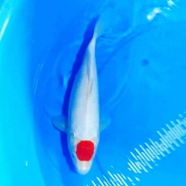 Tancho 31cm