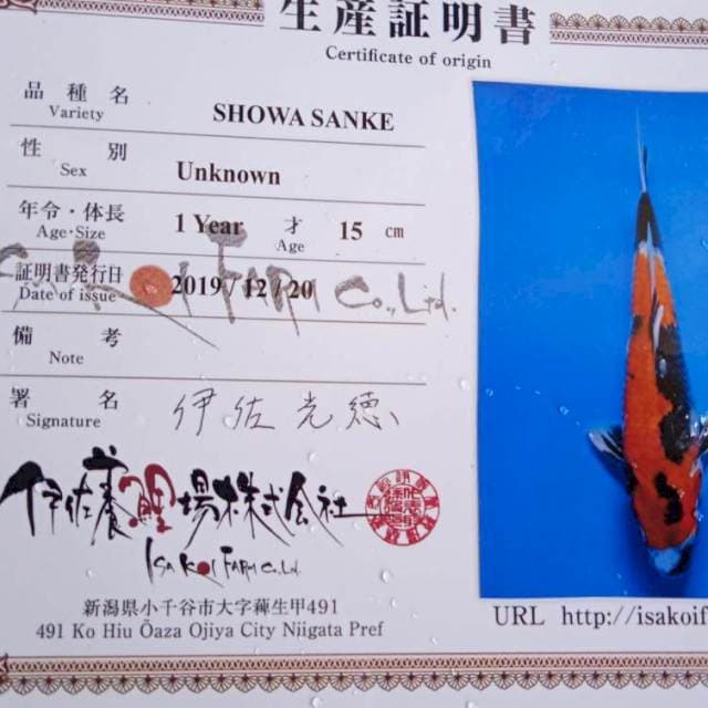 Showa import serty isa farm