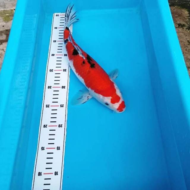 Sanke torpedo