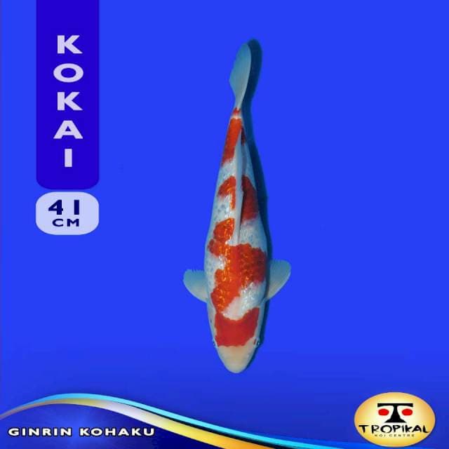 Ginrin Kohaku (Kokai Farm) 41cm. Import & Sertifikat