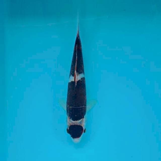 BUDO GOROMO 24 CM