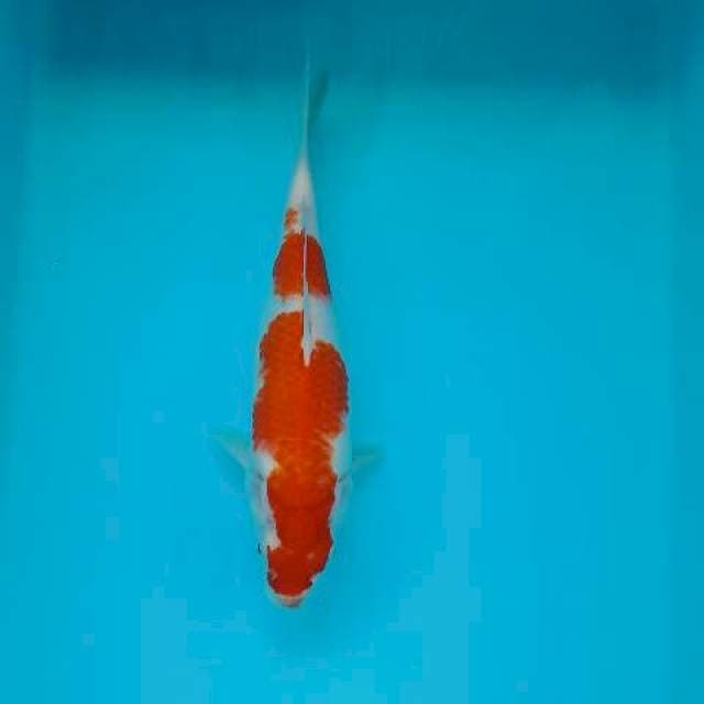 KOHAKU 25 CM