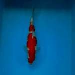 KOHAKU 25 CM