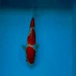 KOHAKU 24 CM