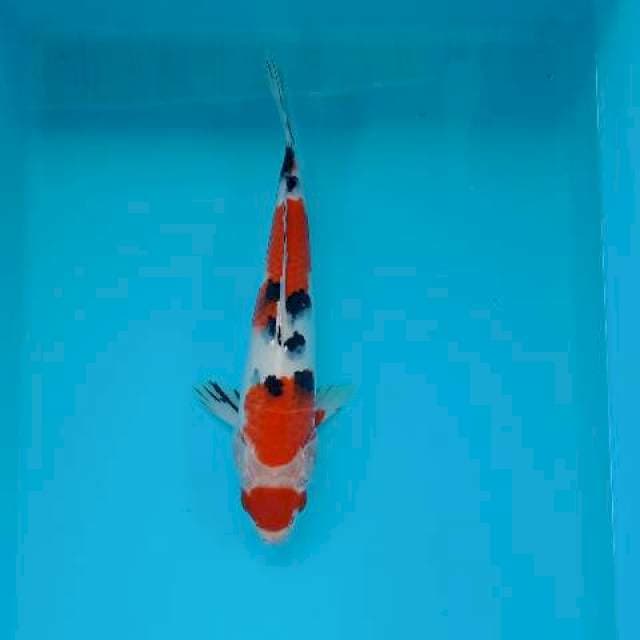 SANKE 26 CM