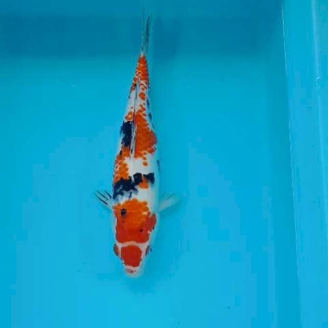 SHOWA KINDAI 29 CM