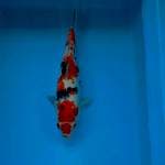 SHOWA KINDAI 29 CM