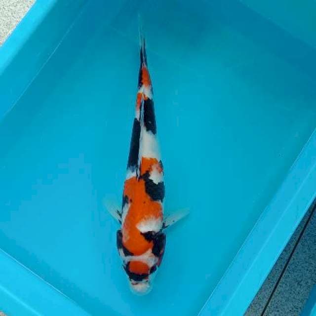 SHOWA 36 CM MOTOGORO