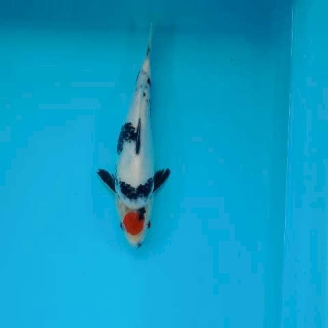 TANCHO SHOWA 24 CM