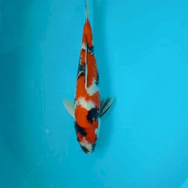 SHOWA 35 CM