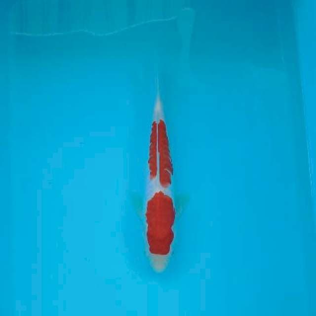 KOHAKU 23 CM