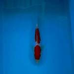 KOHAKU 23 CM